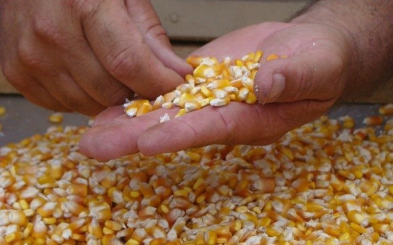 Mais de 28 mil quilos de sementes serão entregues a cinco cidades