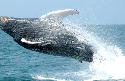 Observação de Baleias: Turismo Responsável movimenta a economia e protege fauna marinha brasileira