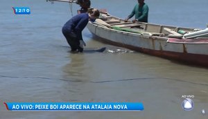 PEIXE BOI TINGA