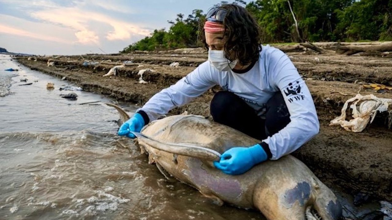 Por que mais de cem botos morreram em água a 40ºC na Amazônia?