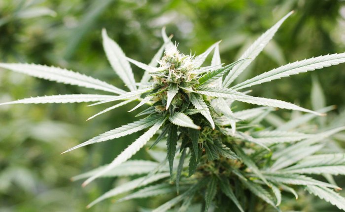 Cannabis sativa, nome científico da maconha
