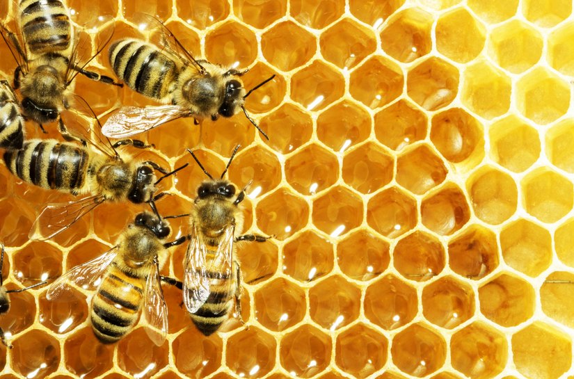 Parcerias entre produtores do Litoral e Sertão marcam Dia do Apicultor em AL