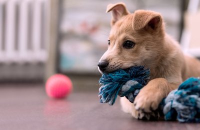 Planos de saúde pet mais acessíveis chegam a Maceió através de empresa líder no mercado 