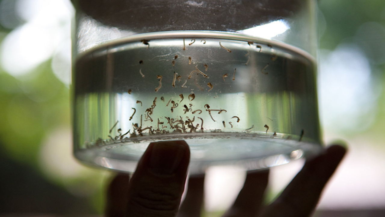 Alagoas pode ter surto de dengue em 2020