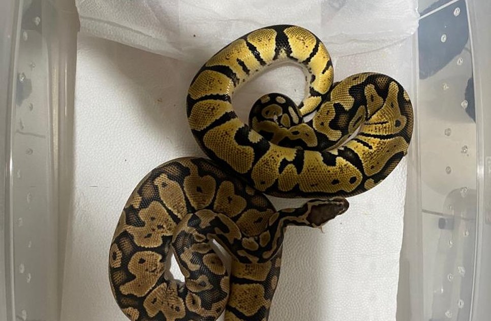 cobra apreensão PF