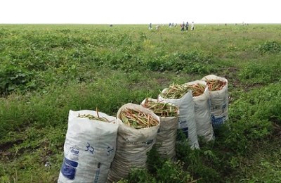 Vinte e um mil agricultores receberam seguro Garantia Safra em Alagoas