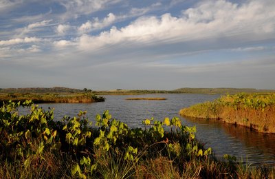Conheça a APA Marituba do Peixe: área de proteção conhecida como pantanal alagoano
