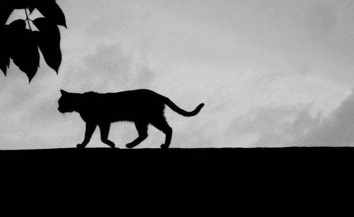 Gato preto, infelizmente, um dos símbolos da Sexta-Feira 13 Gato preto, infelizmente, um dos símbolos da Sexta-Feira 13