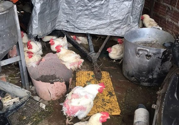 Após denúncia anônima, Vigilância Sanitária interdita avícola no Poço, em Maceió