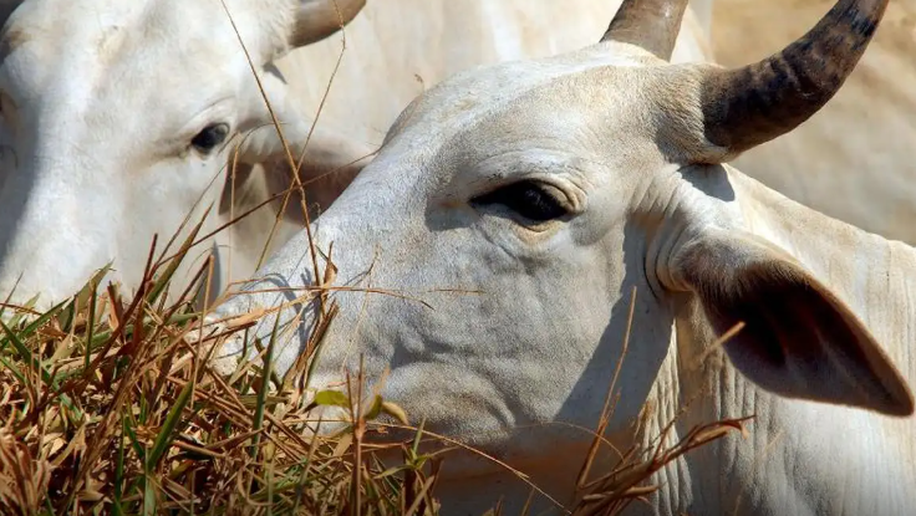 Carne brasileira passa a pagar tarifa de 67% para entrar na China