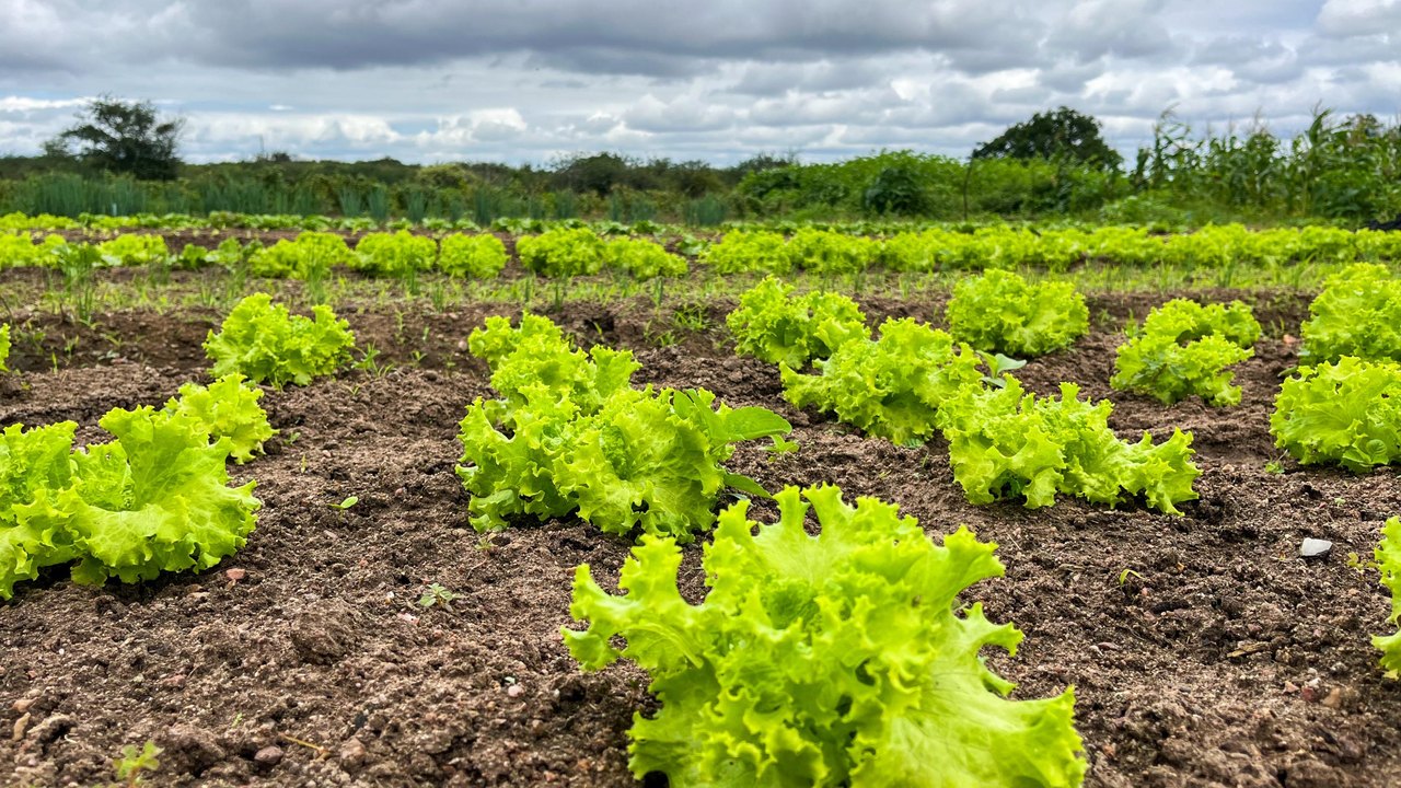 Governo fortalece programas e beneficia mais de 60 mil agricultores familiares em Alagoas
