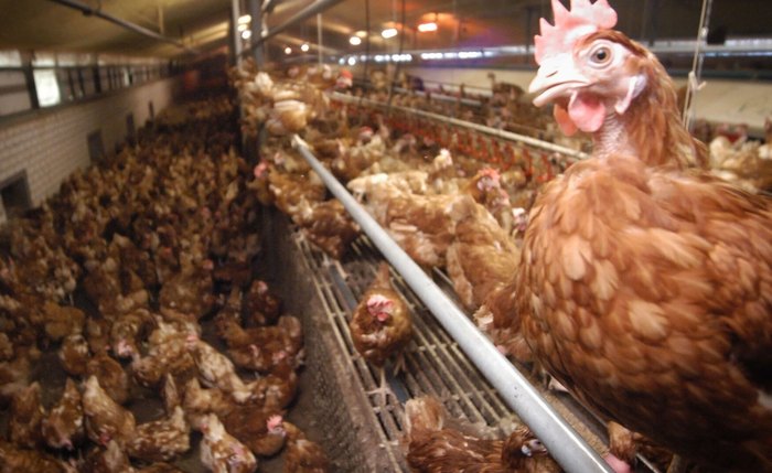 China, UE e Argentina suspendem compra de carne de frango do Brasil após caso de gripe aviária China, UE e Argentina suspendem compra de carne de frango do Brasil após caso de gripe aviária