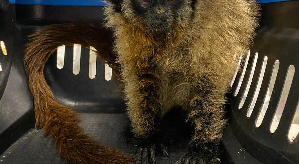 macaco guigó