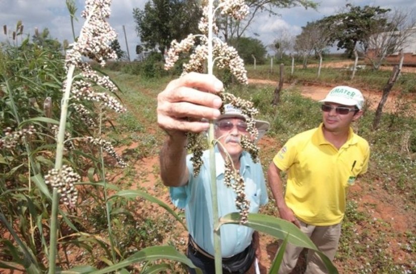 Técnicos da Emater participam de curso de produção e manejo de sorgo