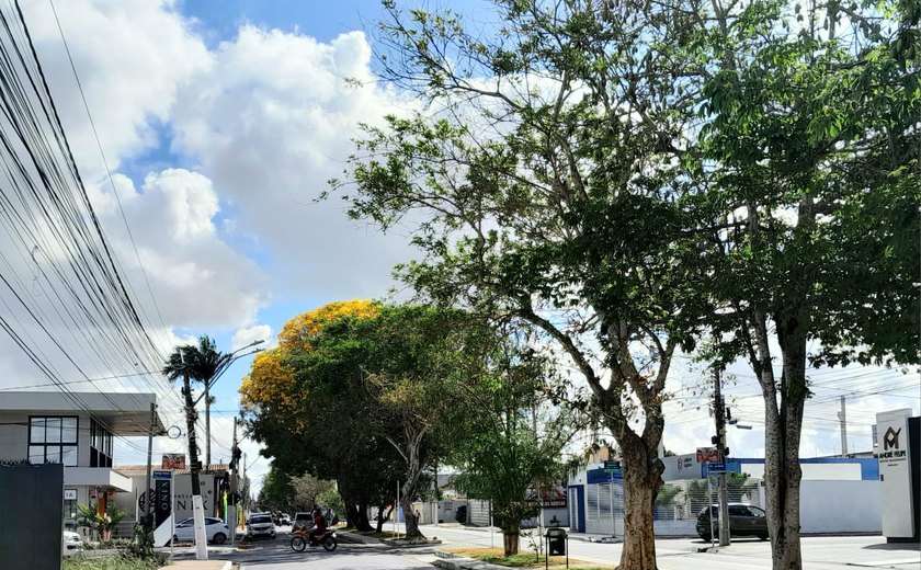 Avenida Ceci Cunha tem 24 espécies diferentes de flores