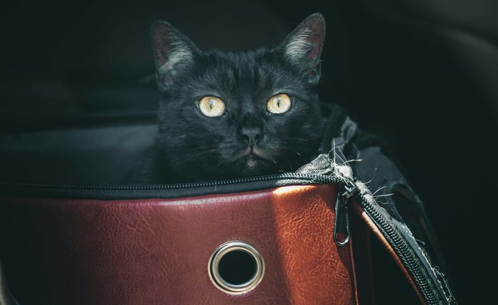 Suplementos para acalmar os felinos durante viagens previne o aumento de estresse