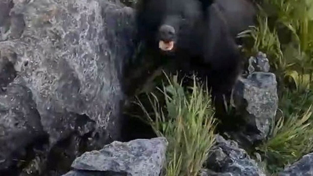 Lutador de caratê é atacado por urso durante trilha e espanta animal com golpe, no Japão
