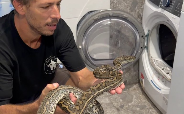 Python é removida com segurança após passar a noite em uma secadora de roupas