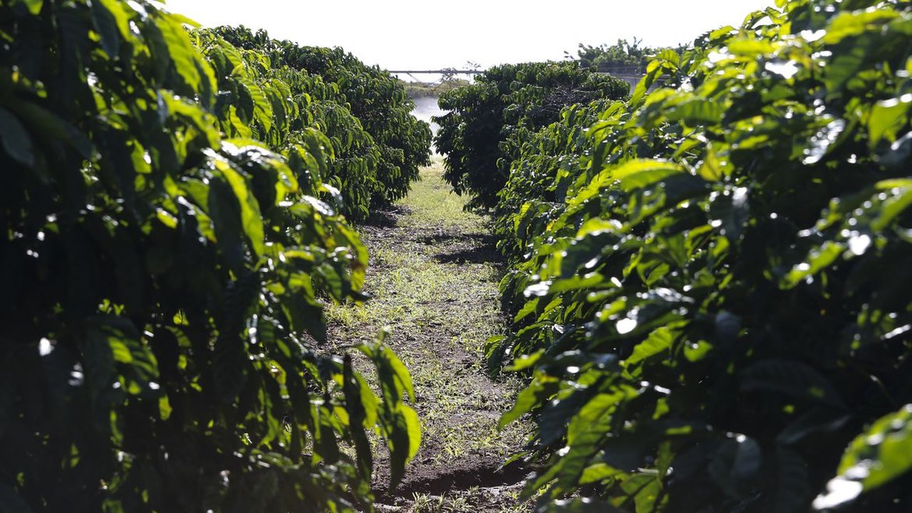 Frio intenso atinge plantações de café e preço do fruto dispara no mercado interno