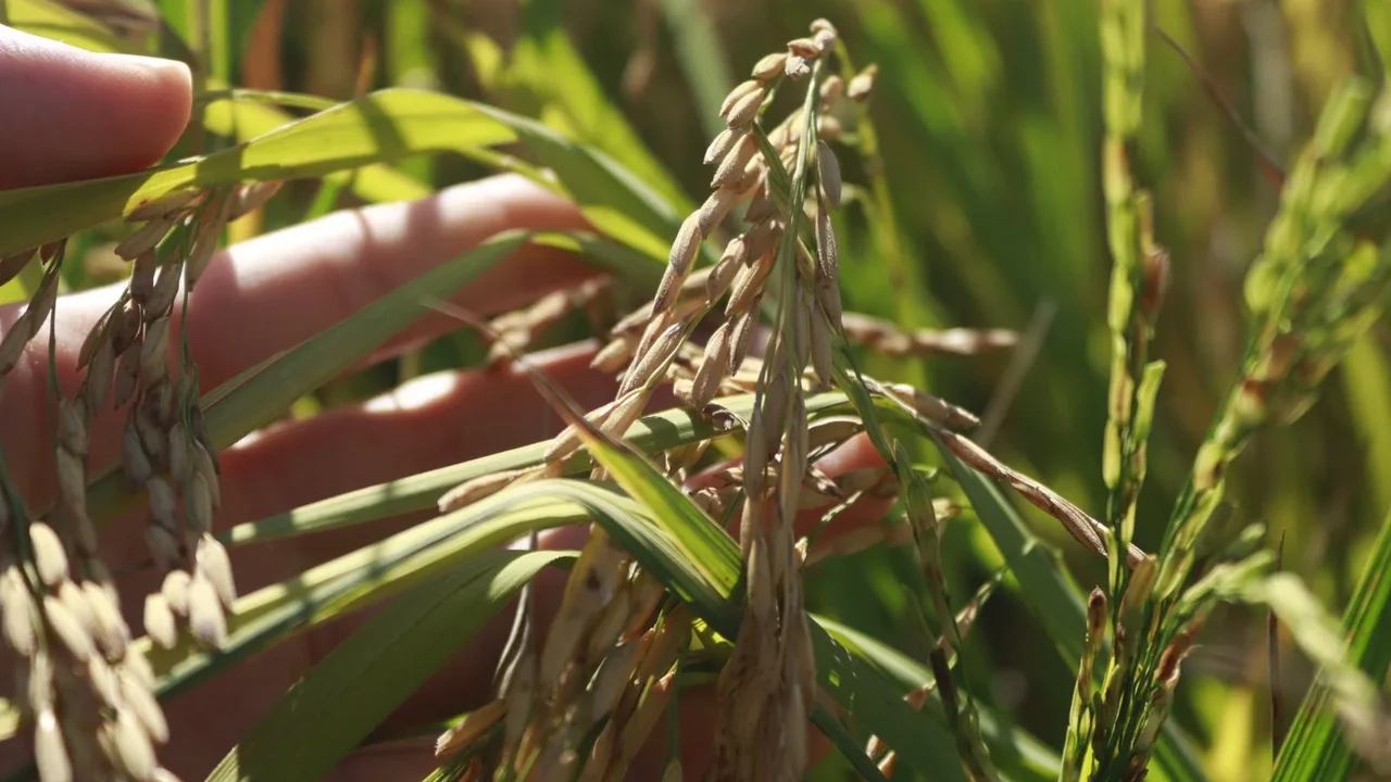 SindArroz-SC aponta prioridades para o próximo governo e defende previsibilidade e redução de custos na cadeia produtiva de arroz