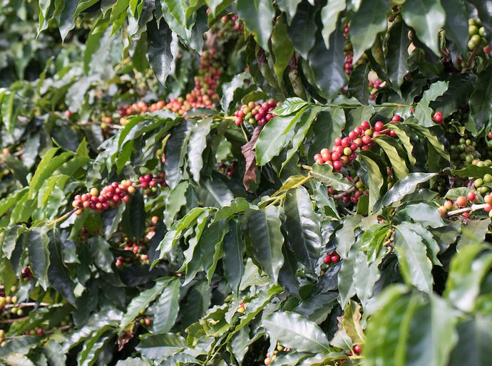 Cafeicultura brasileira tem nas algas marinhas uma aliada importante para aumento da produtividade