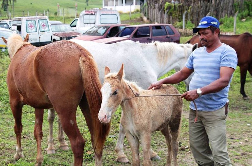 Secretaria de Agricultura de União já apreendeu quase 100 animais este ano