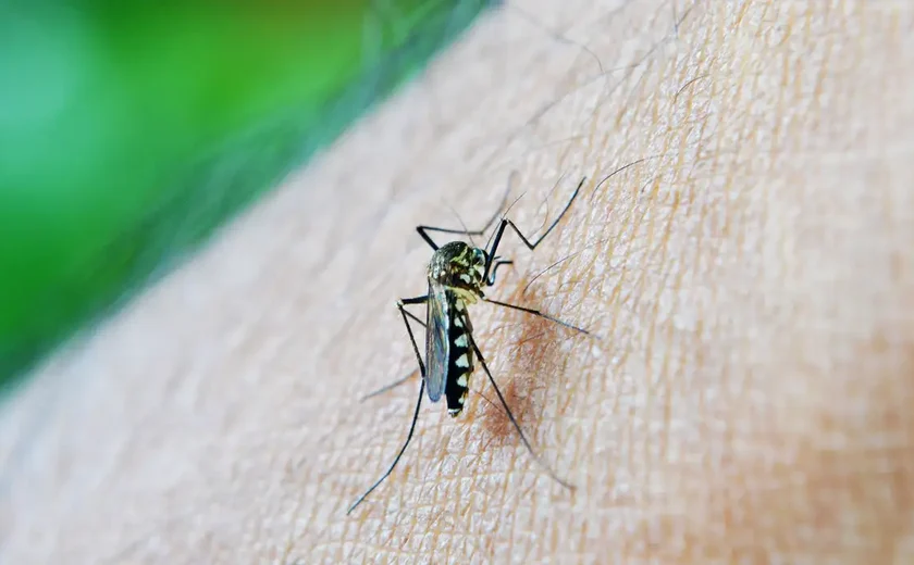 Todos os distritos de São Paulo vivem epidemia de dengue, aponta Secretaria de Saúde