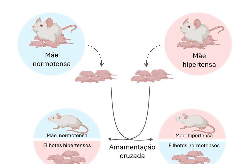 Período da amamentação é fundamental para a qualidade da microbiota intestinal