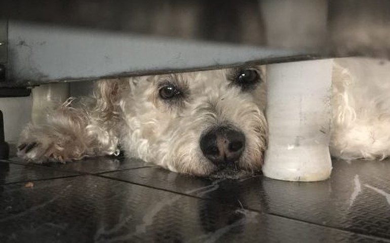 Nova lei proíbe tatuagens e piercing com fins estéticos em cães e gatos