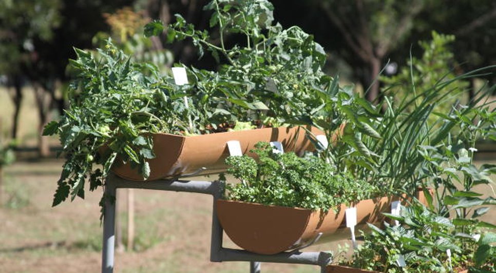 horta em casa
