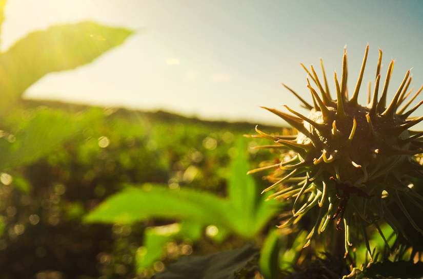 Agricultura tropical e regenerativa ganham espaço na transição climática após COP30