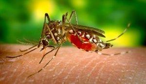 mosquito-zika-800.jpg