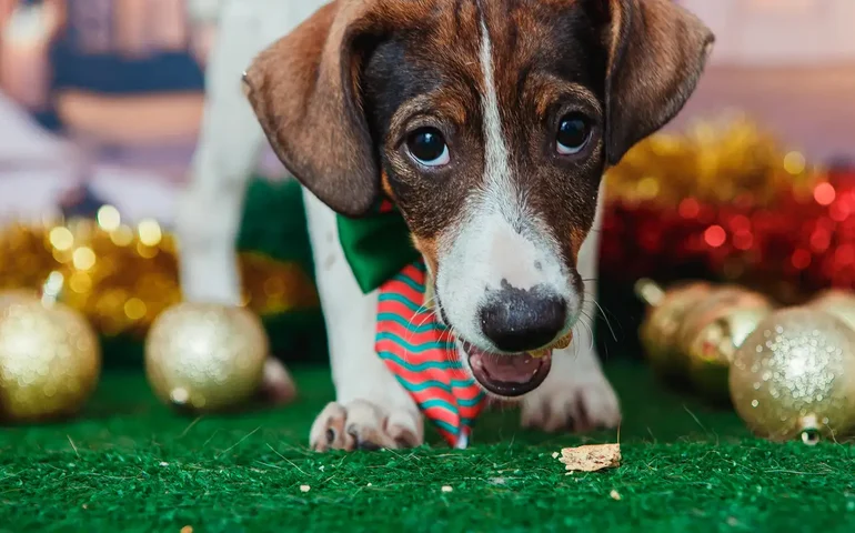 CMA aprova regras para guarda de animais de estimação em casos de separação