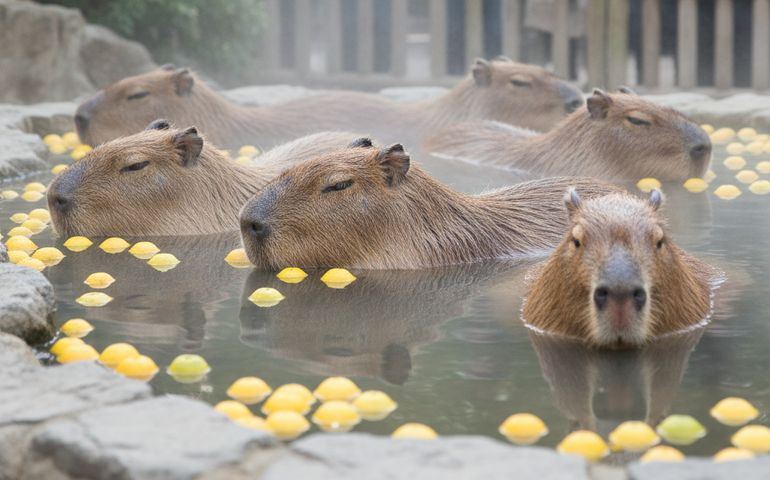 Modo inverno ativado: capivaras relaxam em banho quente com yuzu no Japão