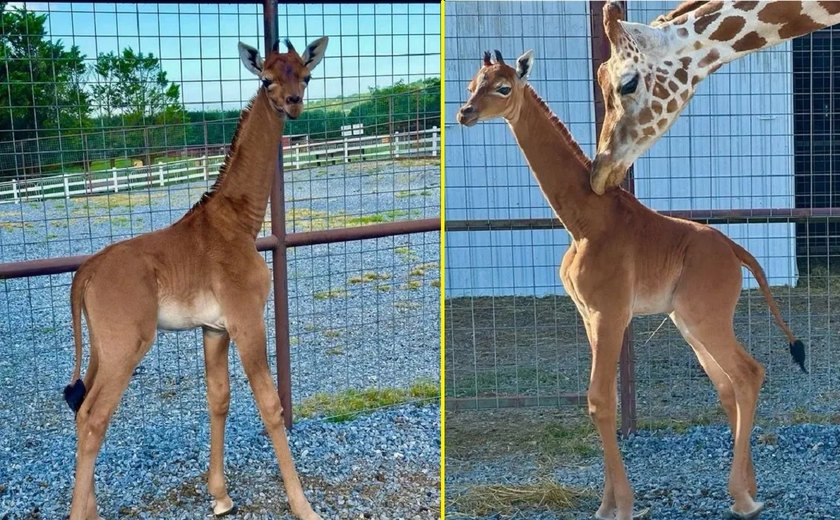 Filhote de girafa nasce sem manchas em zoológico dos Estados Unidos