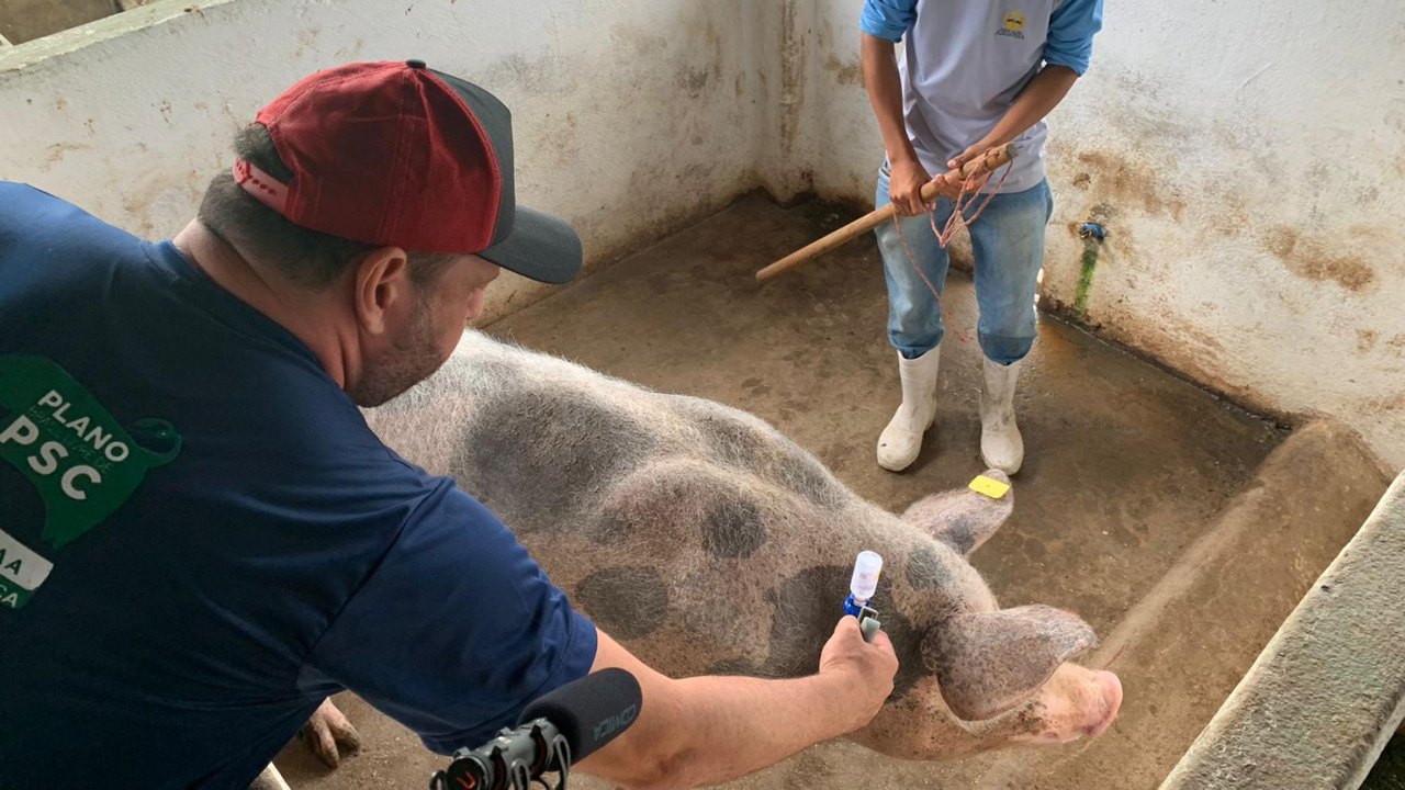 Governo do Estado lança 4ª etapa da vacinação contra Peste Suína Clássica nesta quinta (18)