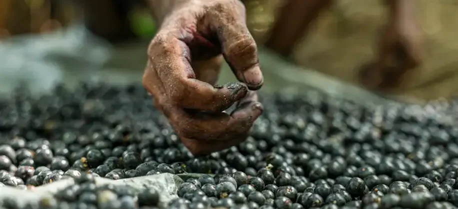 Salvaterra (PA), 09/10/2025 - Trabalhadores fazem colheita de açaí plantado em sistema de agrofloresta. Foto: Marcelo Camargo/Agência Brasil