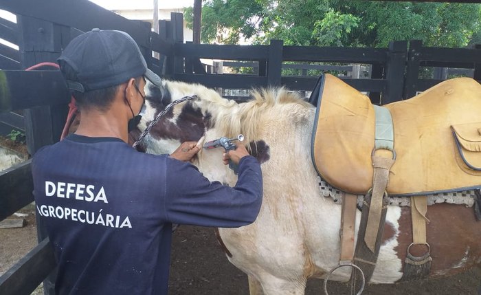 Vacinação antirrábica acontece neste final de semana