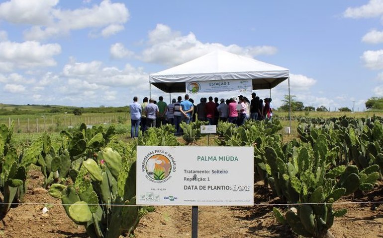 Pesquisa sugere cardápios forrageiros para o semiárido de Alagoas