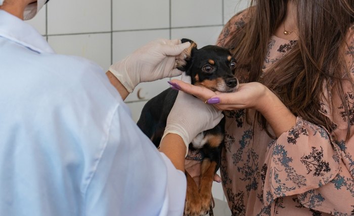 Cão é examinado em consulta veterinária no CCZ, em Maceió