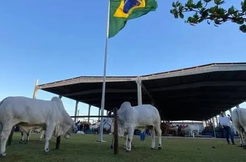 Expoagro-AL começa na 5ª com expectativa de R$ 50 milhões em negócios