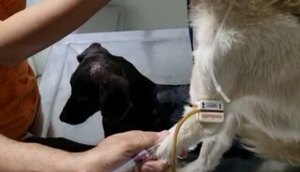 7668a8c3-b96a-4e7e-a6f4-df74834e4889. cachorro / Foto: Foto: reprodução/divulgação ascom SSP/SE