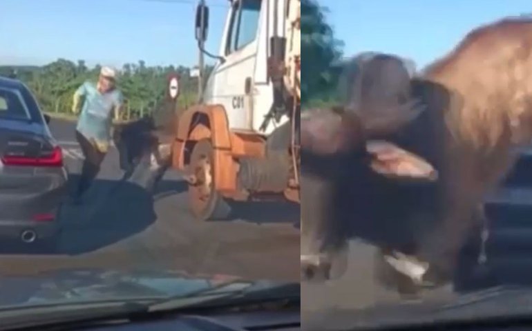 Touro enfurecido avança sobre homem e passa por cima de BMW