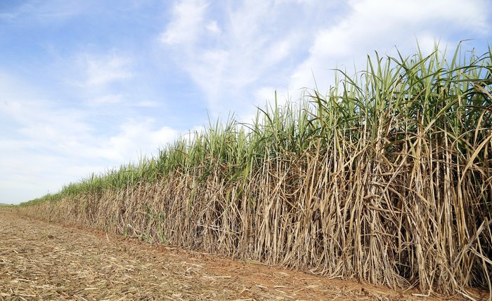 Cana produzida em fazenda do Grupo JL será leiloada Cana produzida em fazenda do Grupo JL será leiloada