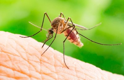 Pesquisa que mostrou a associação entre o vírus Zika e a microcefalia é exposta em Maceió 