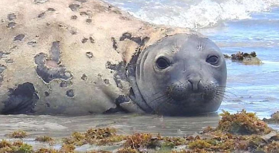 O elefante-marinho Leôncio / Foto: reprodução