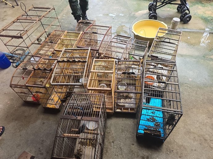 PM-AL resgata 89 aves silvestres durante fiscalização do Batalhão Ambiental no interior