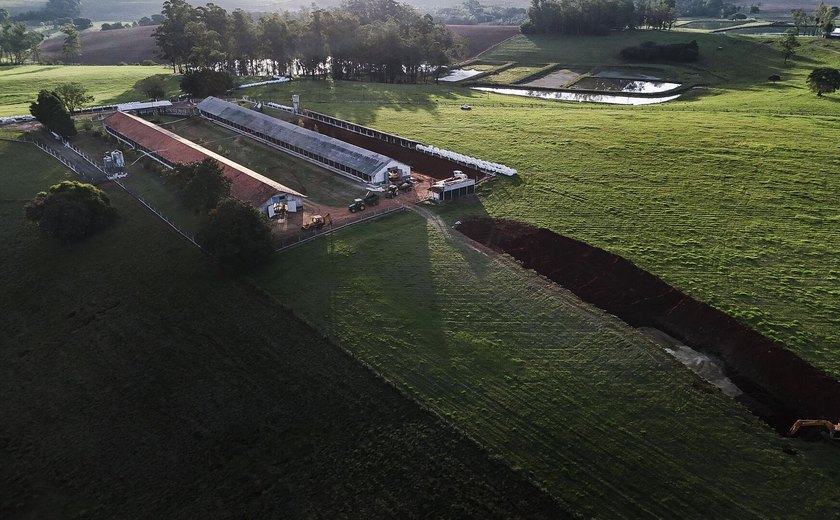 Surto de gripe aviária no Brasil leva África do Sul a suspender importações de aves