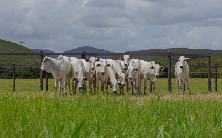 Fazenda Boacica recebe criadores para Dia de Campo da Agro CPMF
