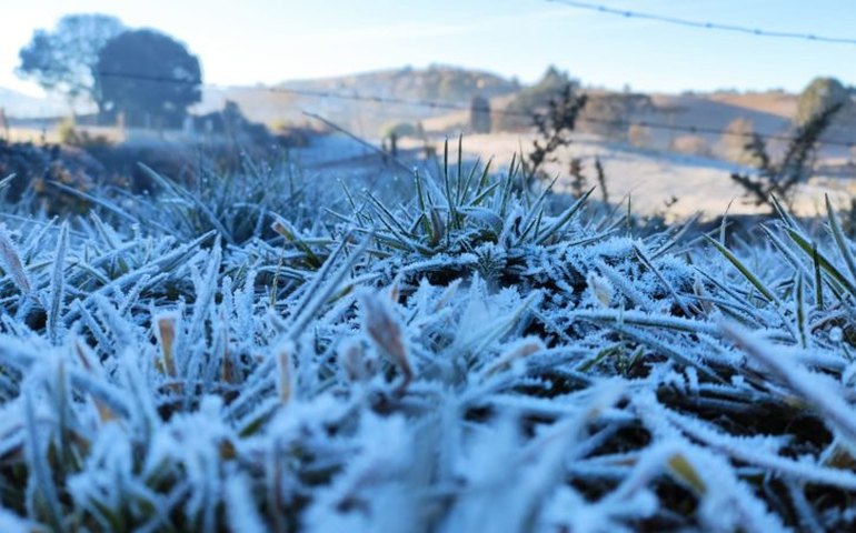 Frio intenso causa prejuízo no campo